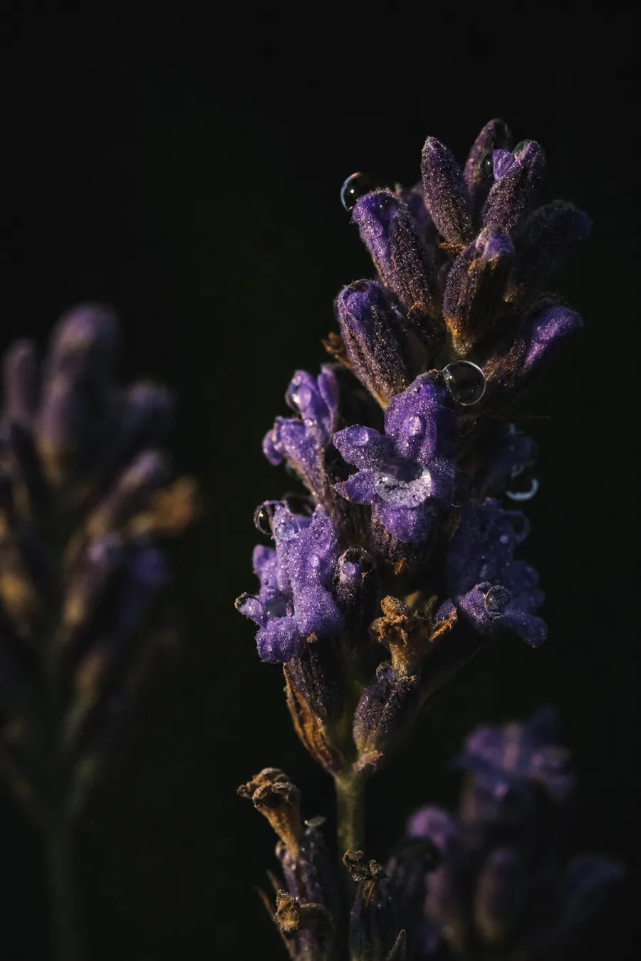 Lavender note