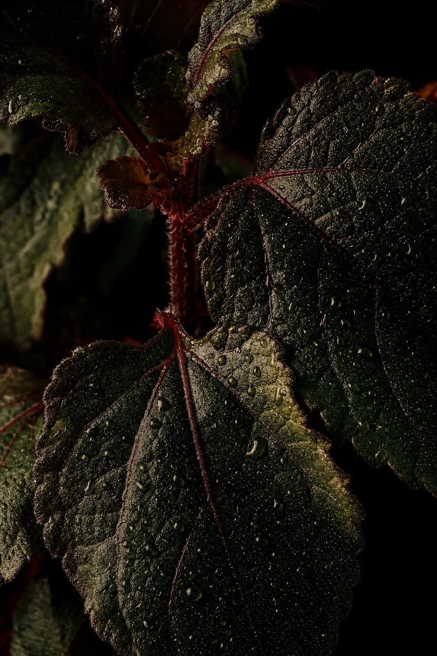 Red Patchouli note